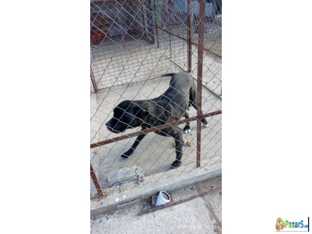 ПРОДАВАМ КУЧЕНЦА  - ТАНЕКОРСО