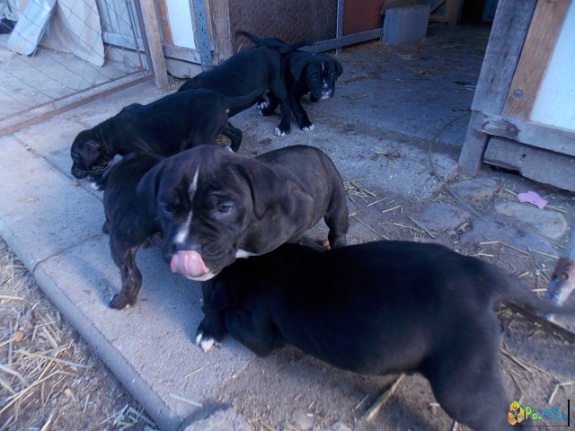 ПРОДАВАМ КУЧЕНЦА  - ТАНЕКОРСО