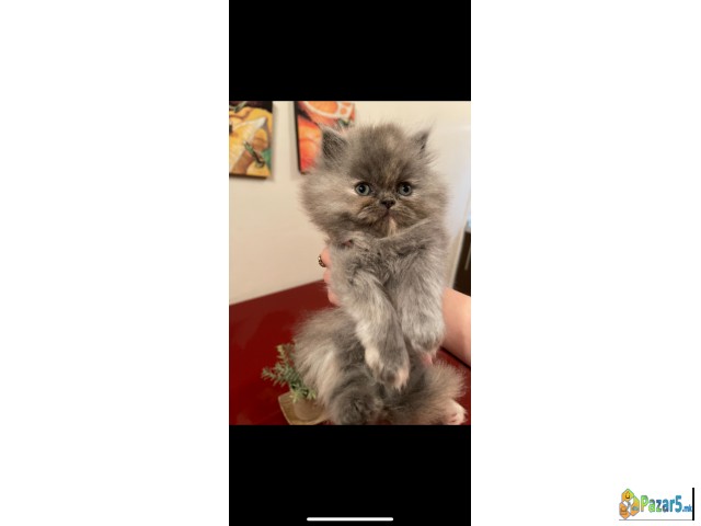 На продажба чистокрвни персиски мачиња 