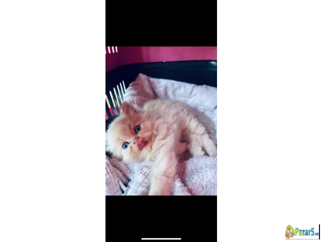 На продажба чистокрвни персиски мачиња 