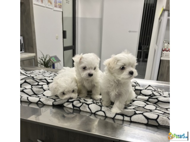 Се продаваат Мини Малтезерчиња