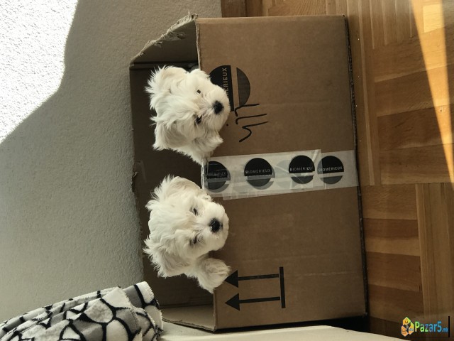 Се продаваат Мини Малтезерчиња