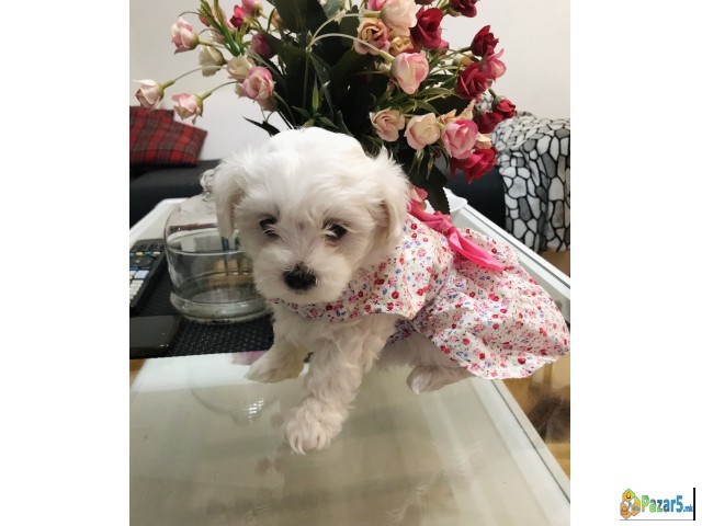 Се продаваат Мини Малтезерчиња