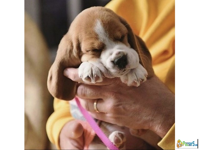 Beagle