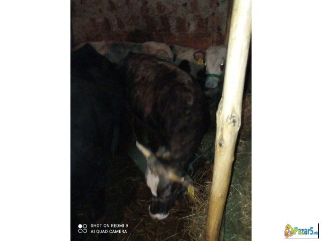 Продавам крави