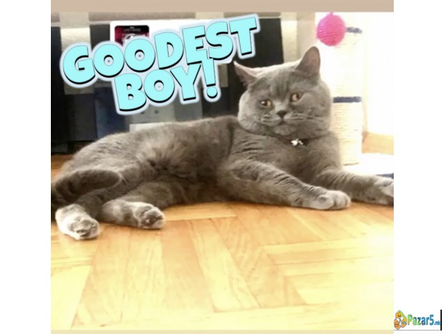 British Shorthair Blue 
