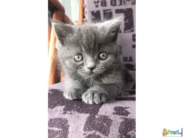 British Shorthair Blue 