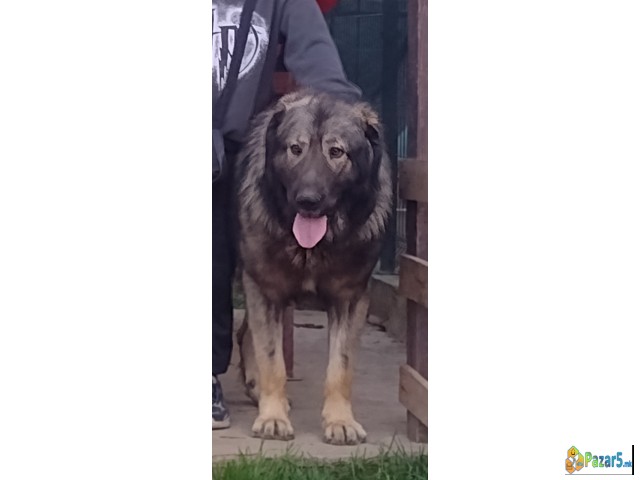 Шарпланинци