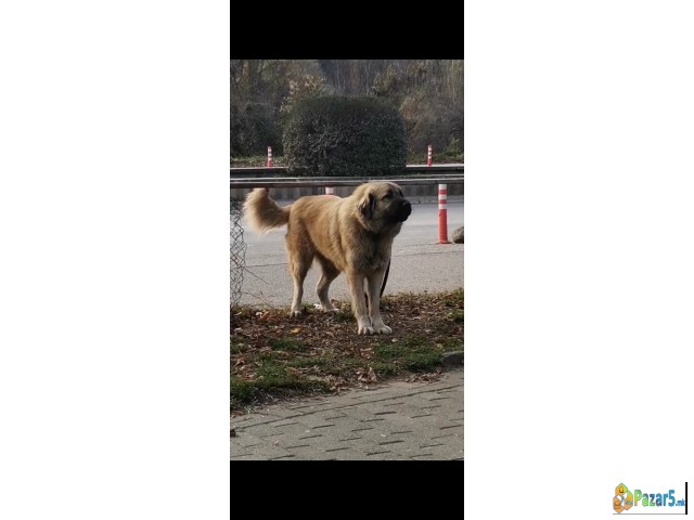 Шарпланинци