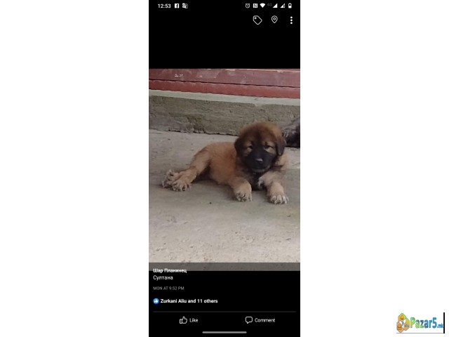 Шарпланинци