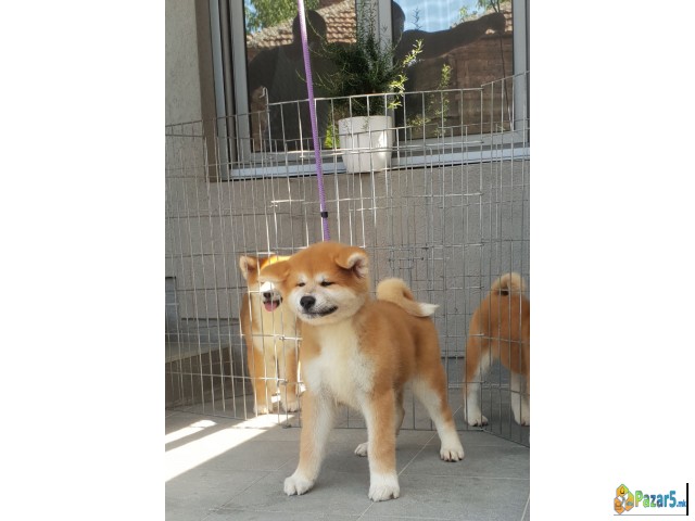 Japanska Akita Inu