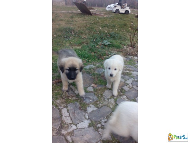 Poklonuvam Kangali Turski Ovcari