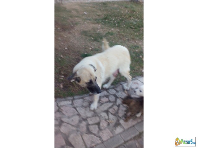 Poklonuvam Kangali Turski Ovcari