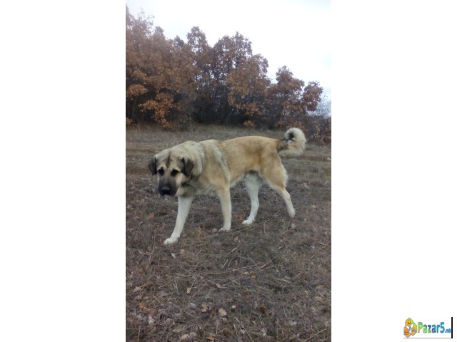 Poklonuvam Kangali Turski Ovcari