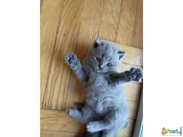 Se Prodava Mace Od Roditeli Scottish Fold I Britis