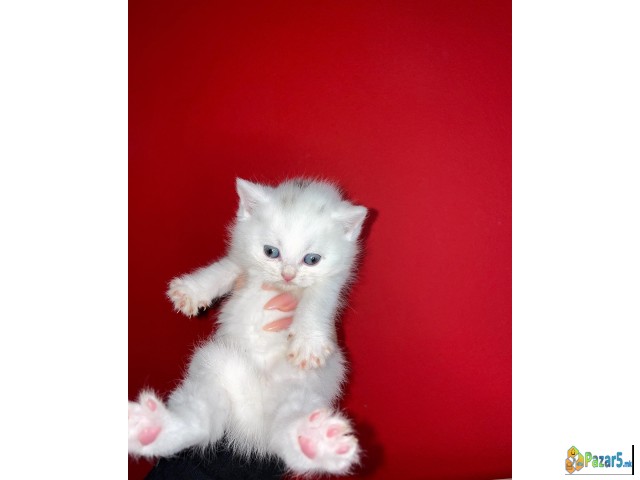Se Prodavaat Scottish Fold/straight Macinja Mace M