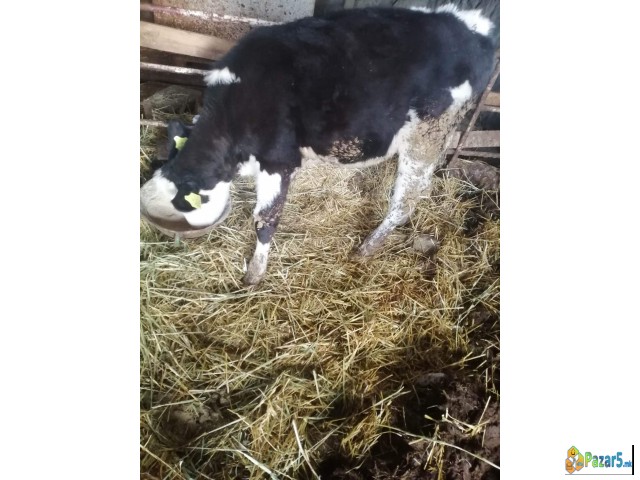 Продавам женско теле 