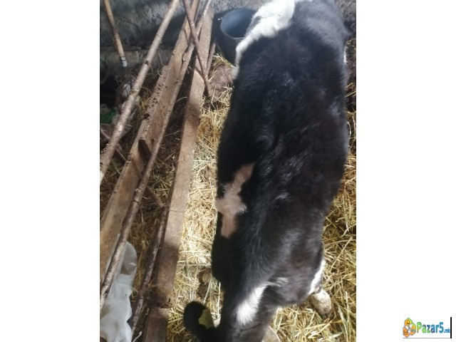 Продавам женско теле 