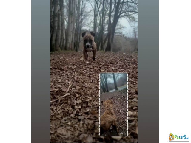 Prodavam Chistokrven Stafford