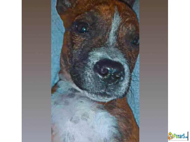 Prodavam Chistokrven Stafford