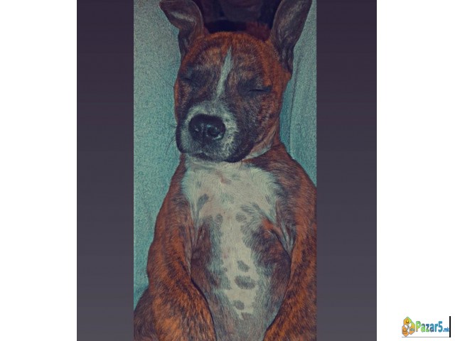 Prodavam Chistokrven Stafford