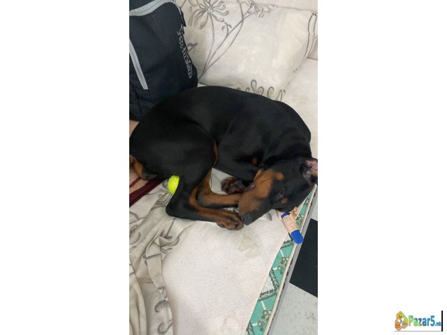 Elite Doberman