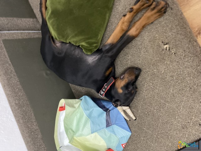 Elite Doberman