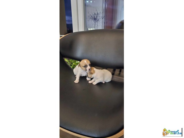 Kutrenca Jack Russell, Џек Расел - англиски териер