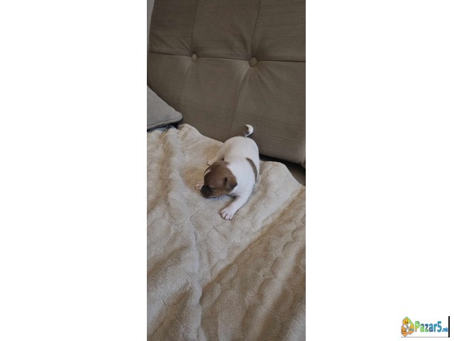 Kutrenca Jack Russell, Џек Расел - англиски териер