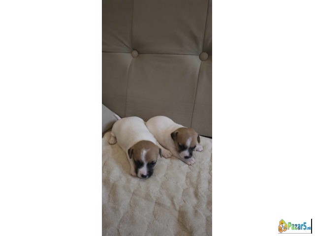 Kutrenca Jack Russell, Џек Расел - англиски териер