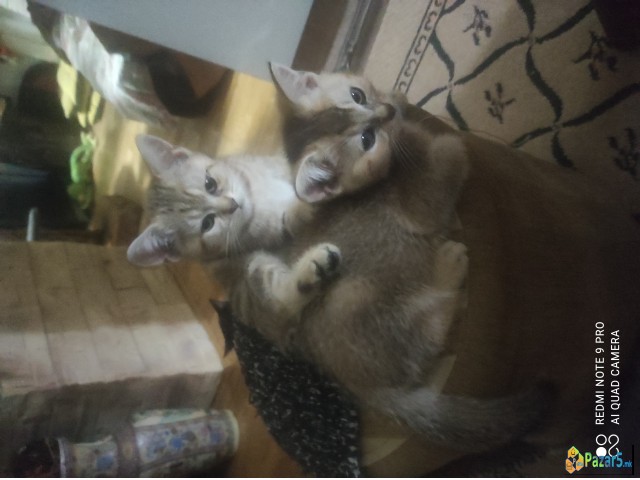 Scottish Straight/fold And British Cat 