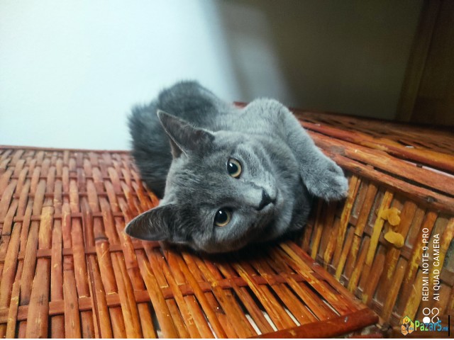 Scottish Straight/fold And British Cat 