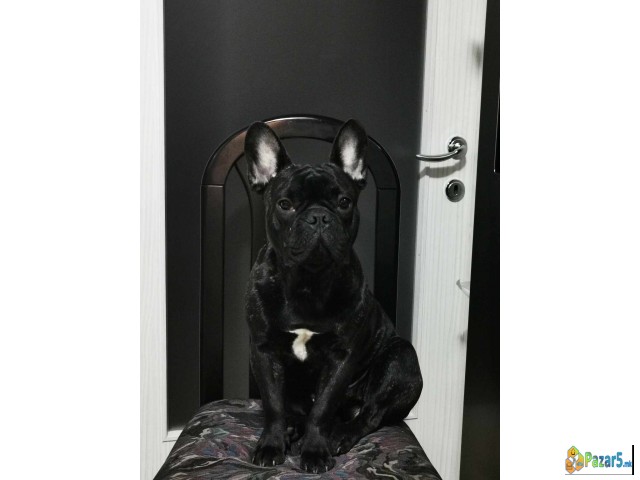 Francuski Bulldog