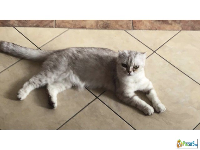 Прекрасни маченца чисто крвни British