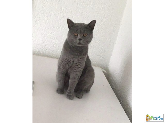 Прекрасни маченца чисто крвни British