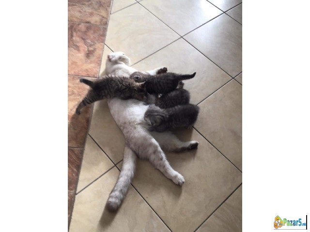 Прекрасни маченца чисто крвни British