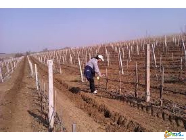 Prodazba Na Betonski Stolbovi, Zica, Mreza Protiv 