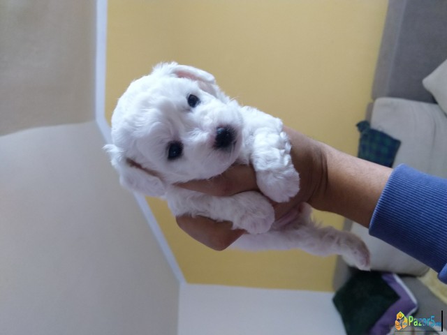 Бишон Фризе, Бишони, Bichon Frise кутриња за прода