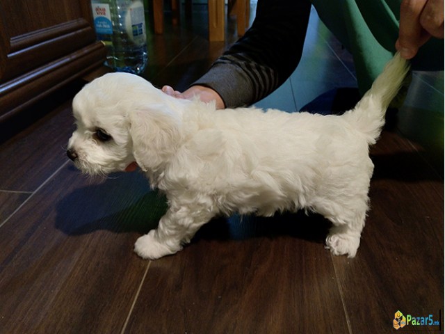 Бишон Фризе, Бишони, Bichon Frise кутриња за прода