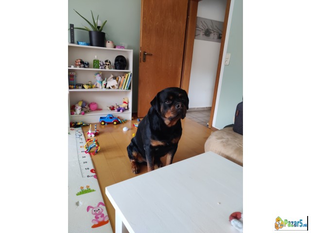 Rotvajler Mazjak Idealen Za Odgleduvaci 