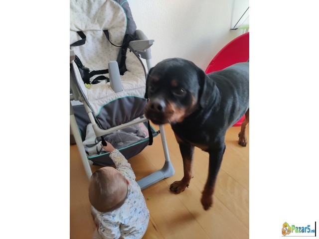 Rotvajler Mazjak Idealen Za Odgleduvaci 