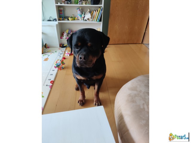 Rotvajler Mazjak Idealen Za Odgleduvaci 