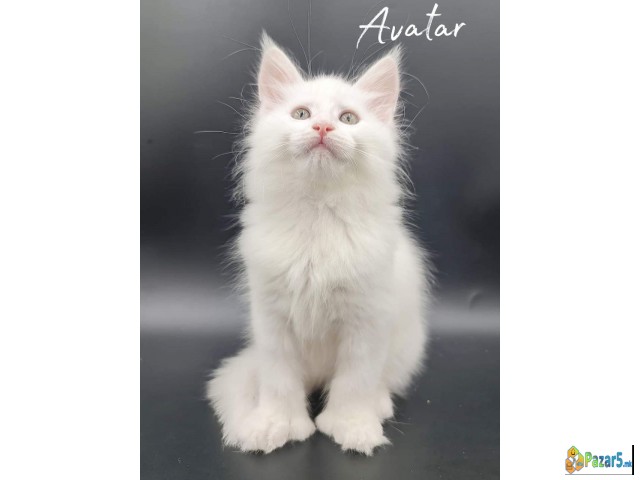 Mainecoon Vrhunski Macici Registrovanewcf Odgajiva