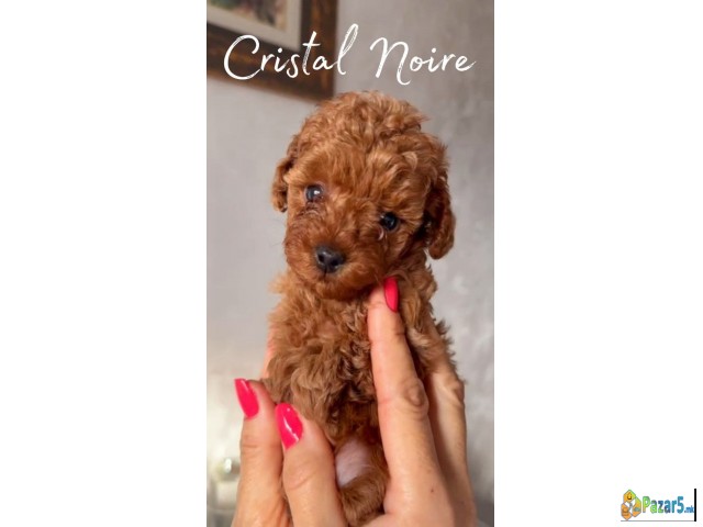 Mainecoon Vrhunski Macici Registrovanewcf Odgajiva