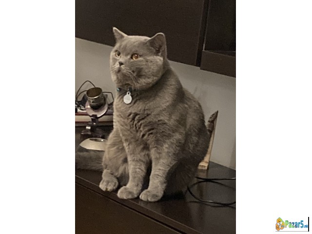 Barame British Shorthair Zenka Za Parenje