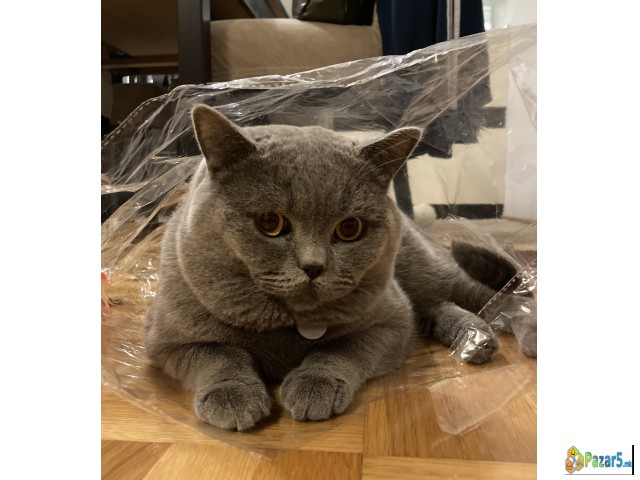 Barame British Shorthair Zenka Za Parenje