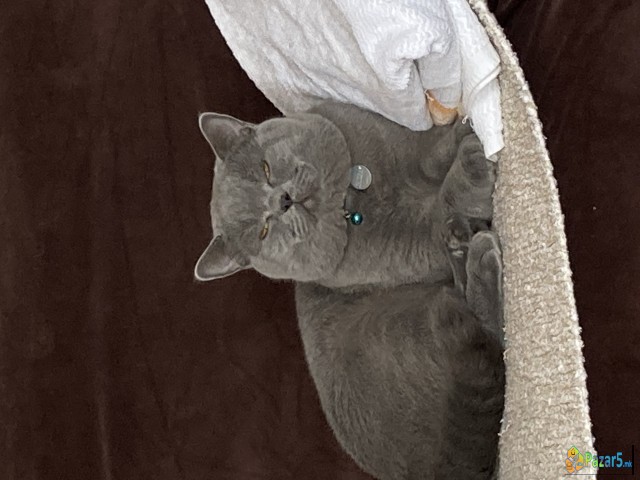 Barame British Shorthair Zenka Za Parenje