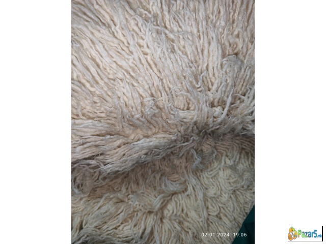 Se Prodavaat Jambolii