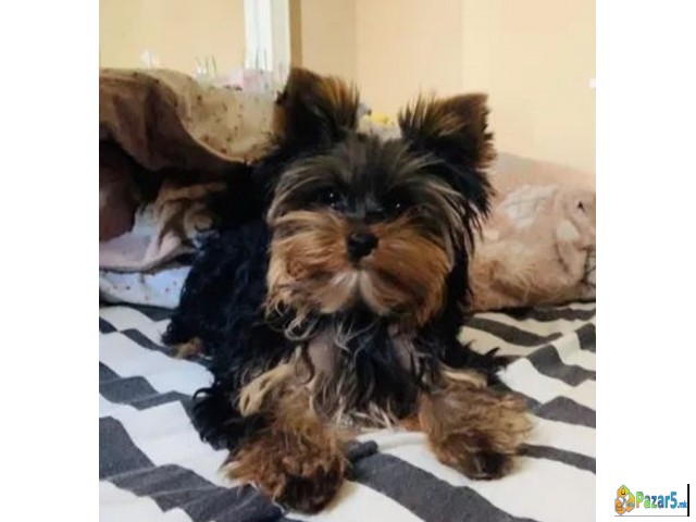 Продавам јоркшички териер 