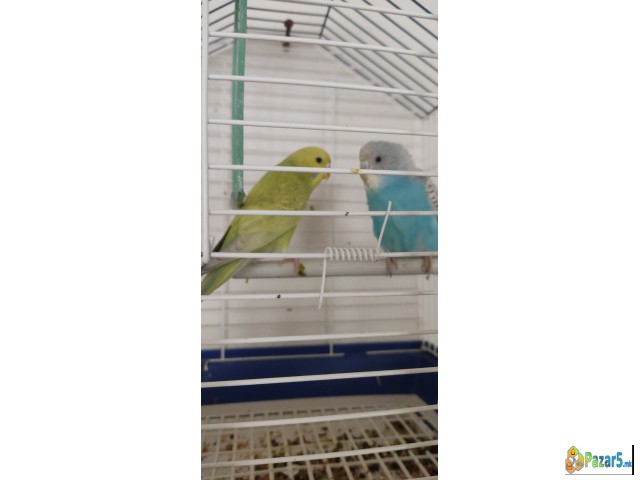 Se Prodava 2 Tigrici Mladi